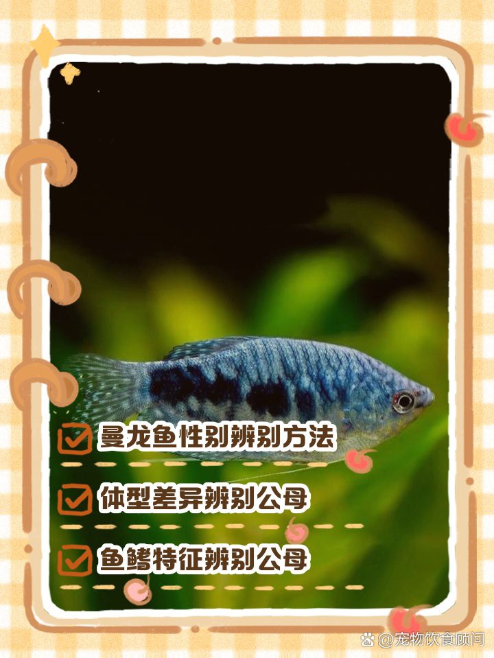 如何區分曼龍魚的雌雄？