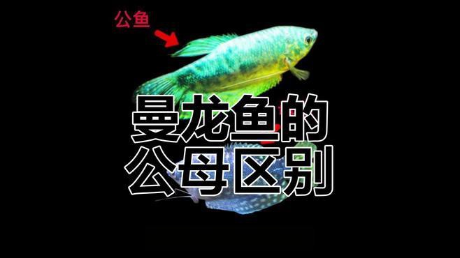 如何區分曼龍魚的雌雄？