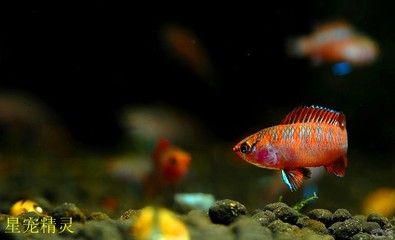 龍魚變色要多長時間才能恢復正常：龍魚變色恢復時間取決于多種因素，龍魚的變色恢復時間取決于多種因素