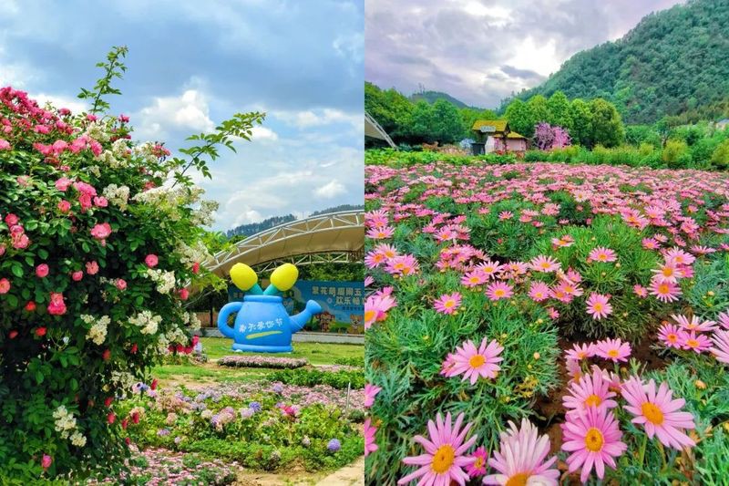 十堰熊家灣黃龍魚頭