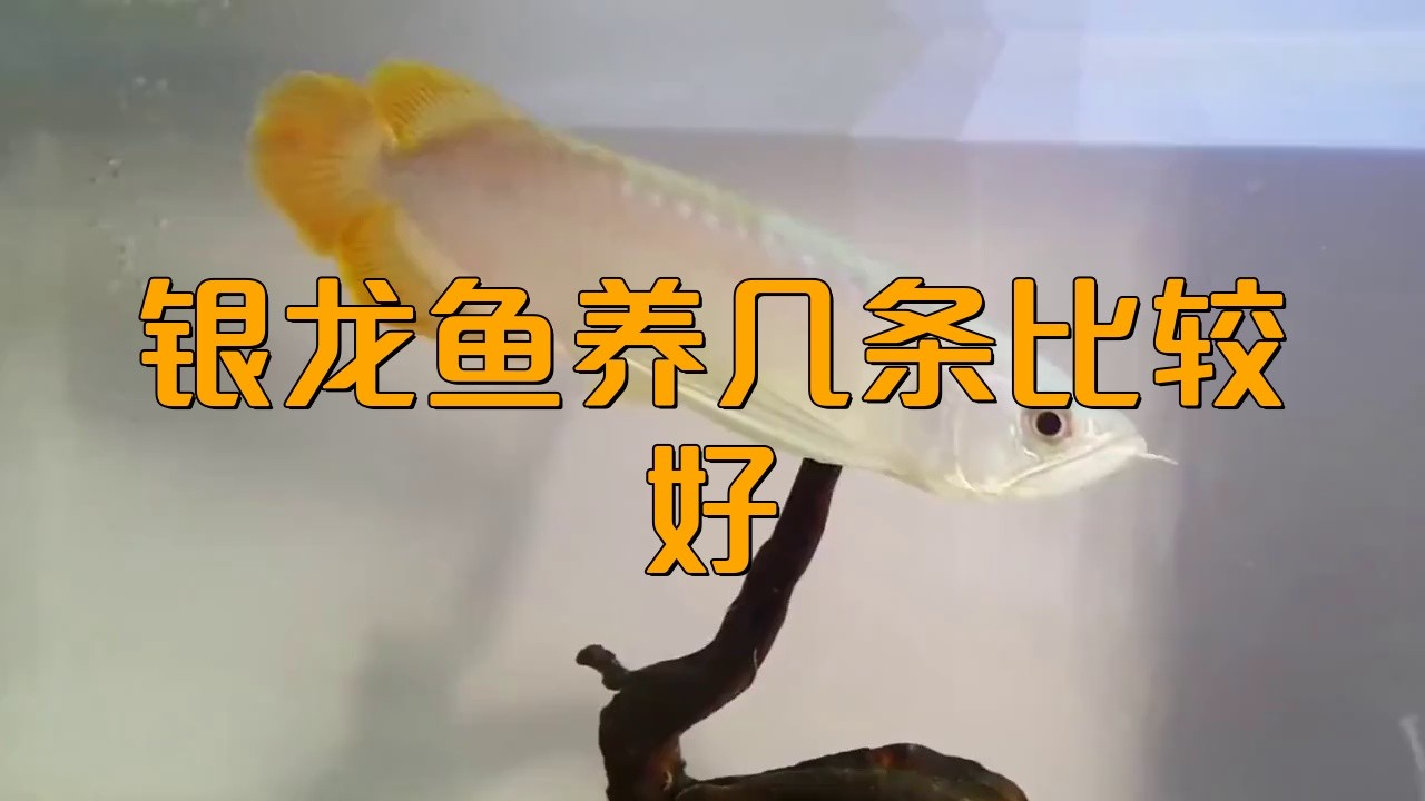 魚(yú)缸養(yǎng)幾條銀龍魚(yú)最好