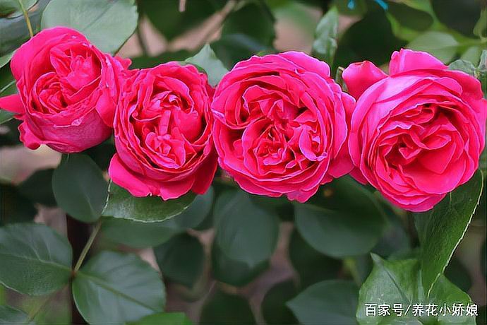 紅龍品種中哪個最好？