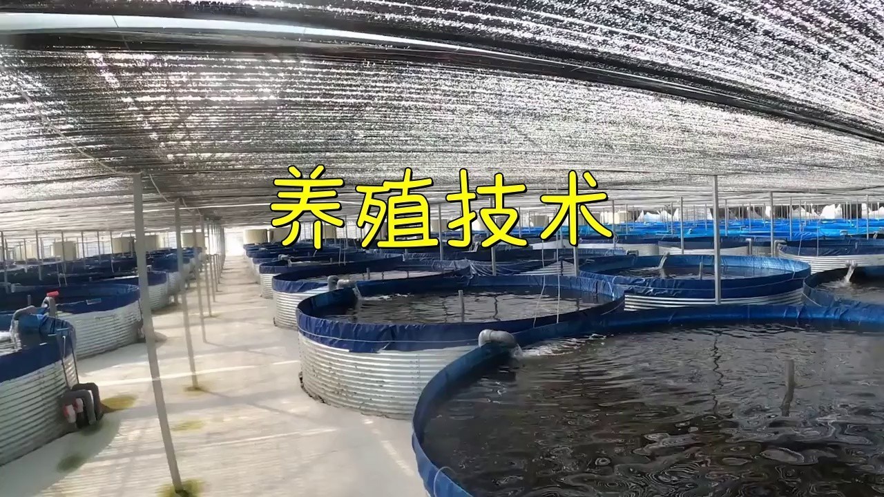 現代科學養殖技術有哪些？ 現代科學養殖技術有哪些？ 龍魚百科 第1張