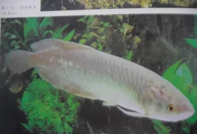 龍魚有病怎么治療最好視頻大全：治療龍魚疾病需要綜合考慮