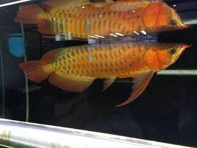 龍年養(yǎng)龍魚文案：關于養(yǎng)龍魚的一些心得和技巧