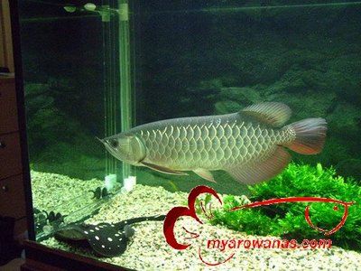 養龍魚的水位多高最好：養龍魚的水位高度應該控制在30-50厘米之間