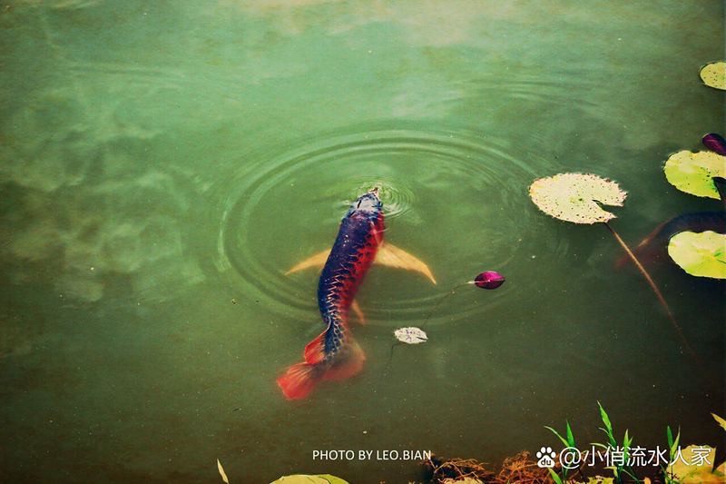 哪里可以找到更多高清龍魚圖片？