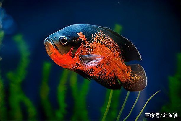 如何預(yù)防金龍魚寄生蟲感染？