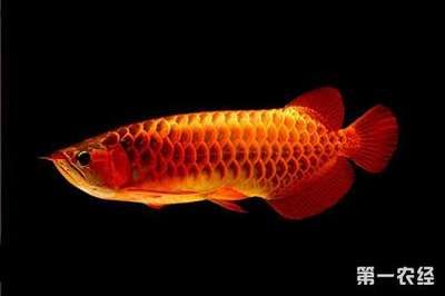 龍魚注意事項有哪些：養龍魚時需要注意的主要事項