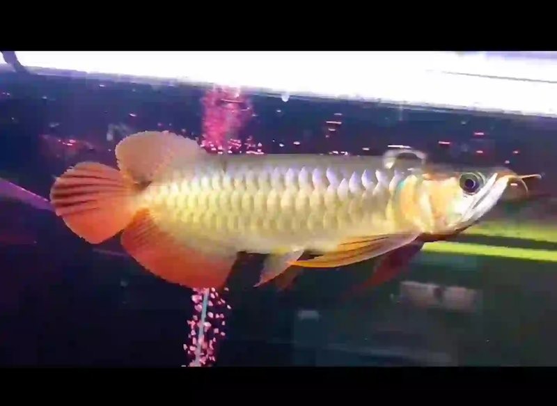 龍魚吐出食物后，需要清理魚缸嗎？