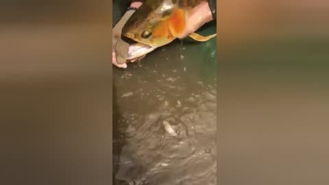 關于龍魚的紀錄片：關于龍魚的繁殖紀錄片在廣州龍魚批發市場網站上有提及