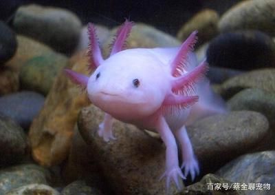 龍魚咬到手有沒有毒