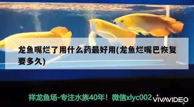 龍魚吧 百度貼吧：龍魚嘴唇撞傷了、龍魚嘴唇撞傷了怎么辦