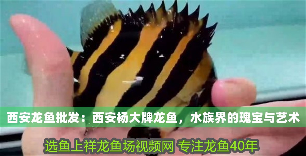 西安龍魚批發(fā)：西安楊大牌龍魚，水族界的瑰寶與藝術(shù)