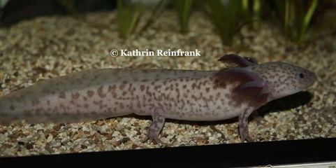 六角恐龍魚品相，六角恐龍魚品相鑒定技巧