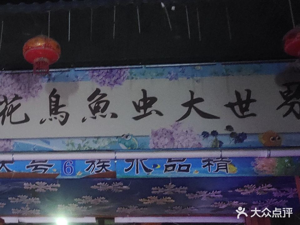 濟南哪里有賣龍魚的市場啊視頻