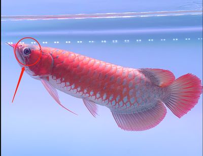 20厘米的龍魚養多久才能長大（20厘米的龍魚在理想的飼養條件下可以增長20-25厘米左右）