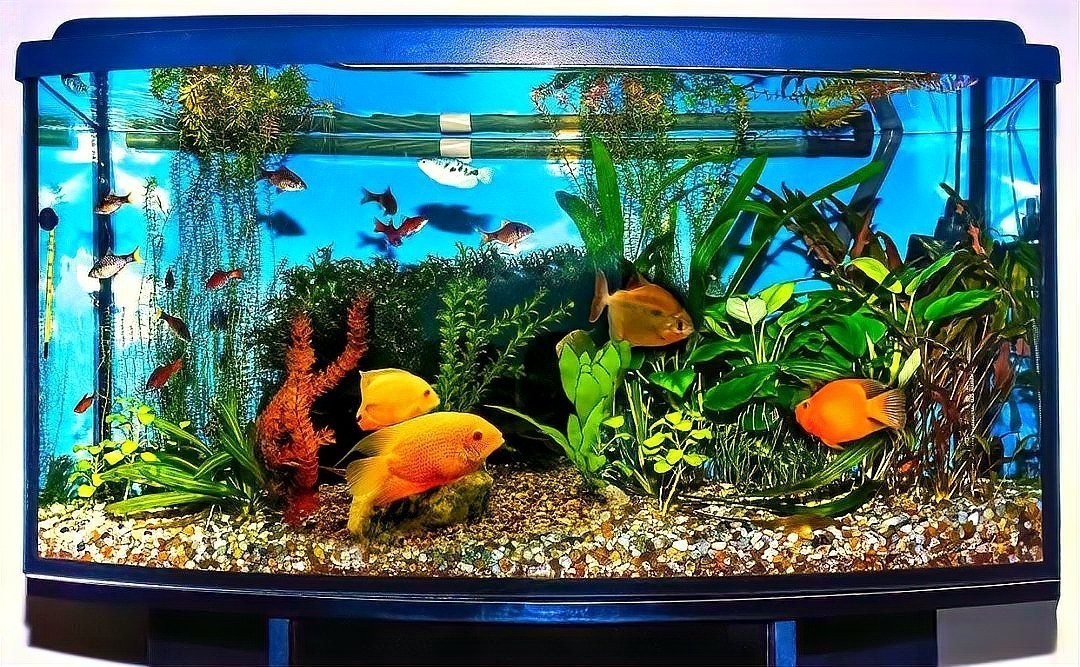 龍魚趴缸怎么辦視頻講解