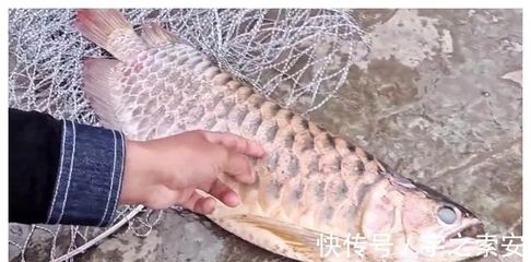 龍魚死之前會有什么狀態（龍魚在死亡前可能出現的狀態）