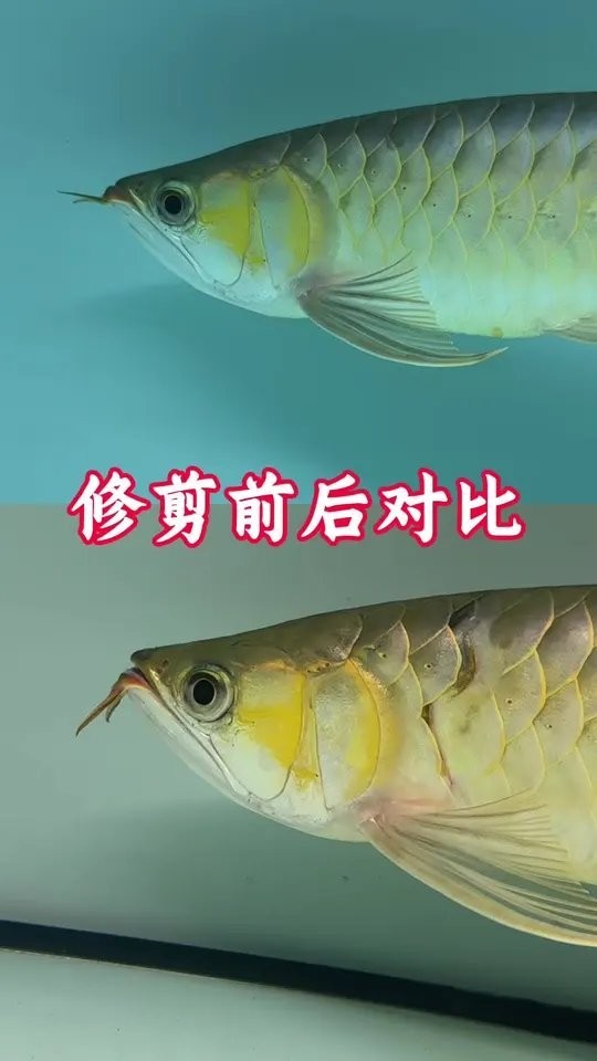 龍魚(yú)掉眼最嚴(yán)重圖片大全視頻
