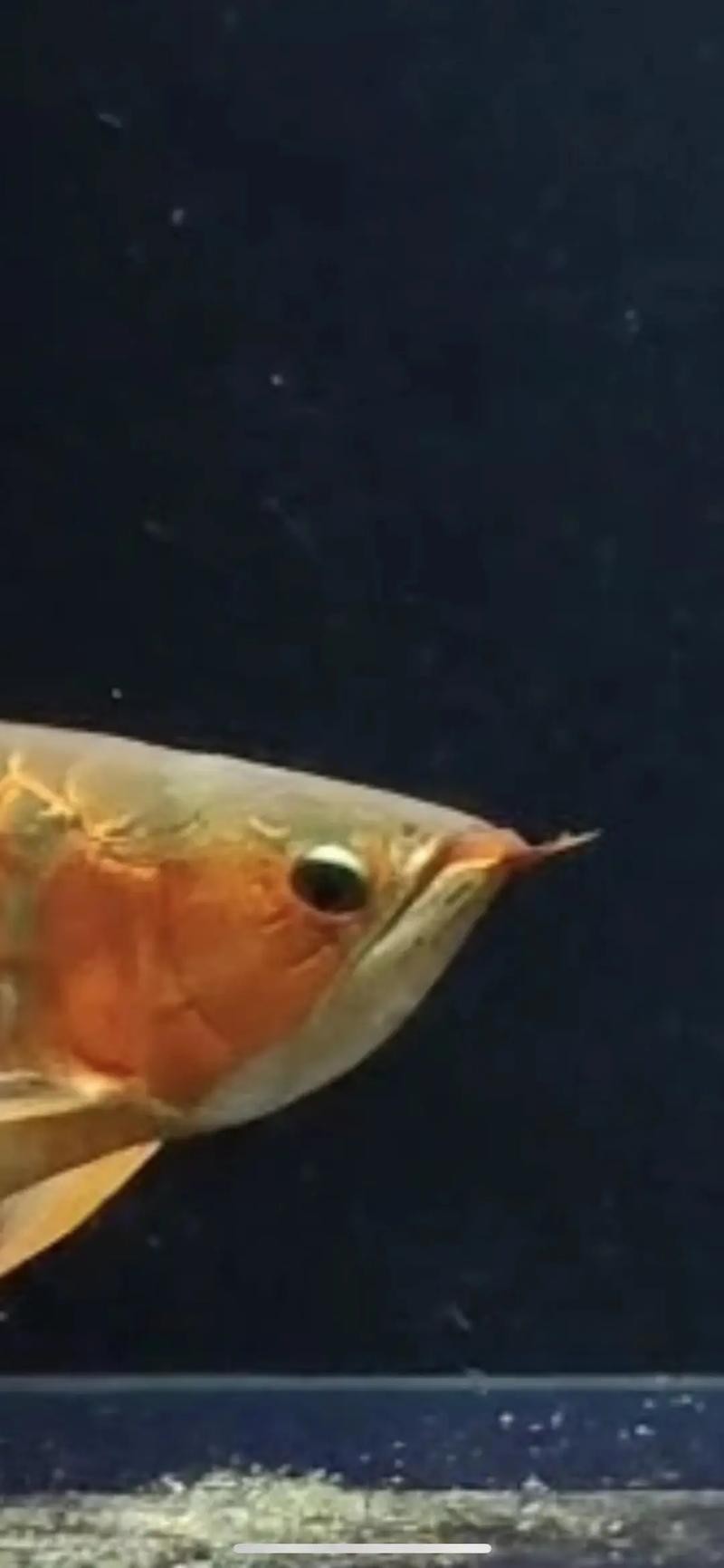 龍魚(yú)掉眼最嚴(yán)重圖片大全視頻