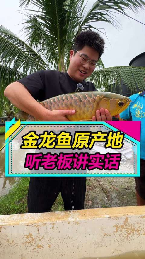 道道全和金龍魚哪個(gè)更環(huán)保？