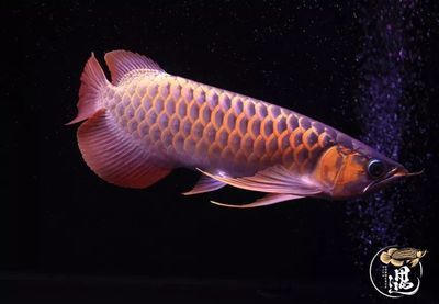 龍魚傾斜著游怎么辦：龍魚傾斜著游可能是由于環境因素引起的,龍魚傾斜著游怎么辦 龍魚傾斜著游怎么辦：龍魚傾斜著游可能是由于環境因素引起的,龍魚傾斜著游怎么辦 龍魚百科 第3張