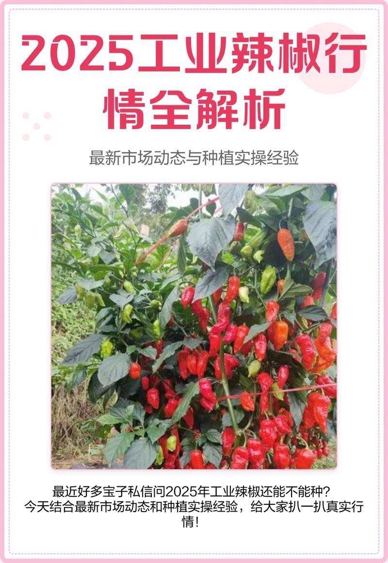 2025年辣椒紅龍產量預計如何？