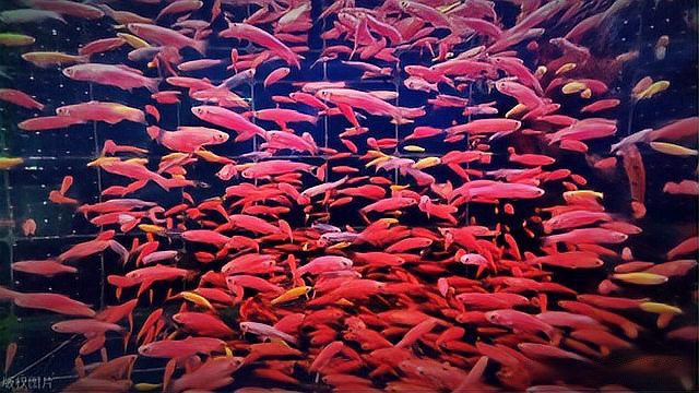 如何捕捉金龍魚的最佳動態瞬間？