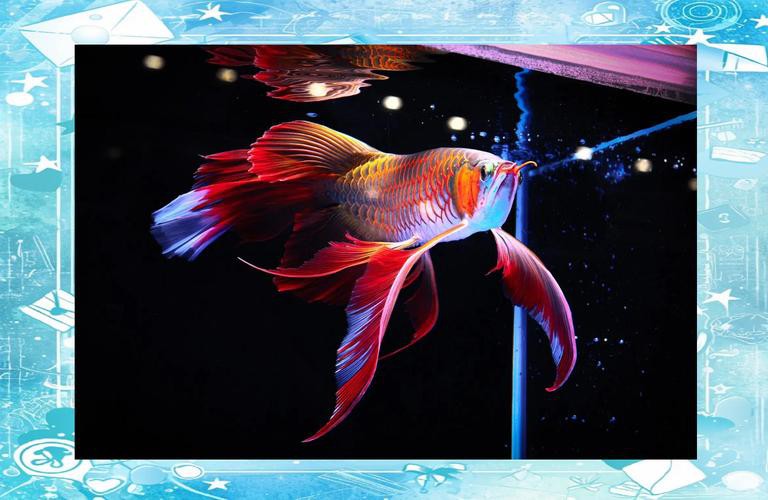 紅龍魚掉眼要怎么預防呢圖片