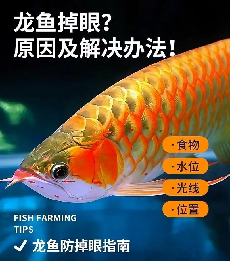 紅龍魚掉眼要怎么預防呢圖片