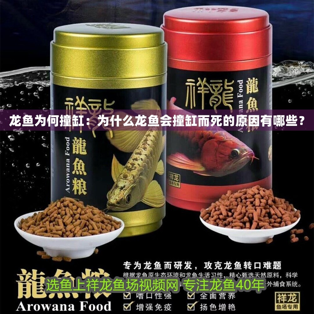 龍魚為何撞缸：為什么龍魚會撞缸而死的原因有哪些？