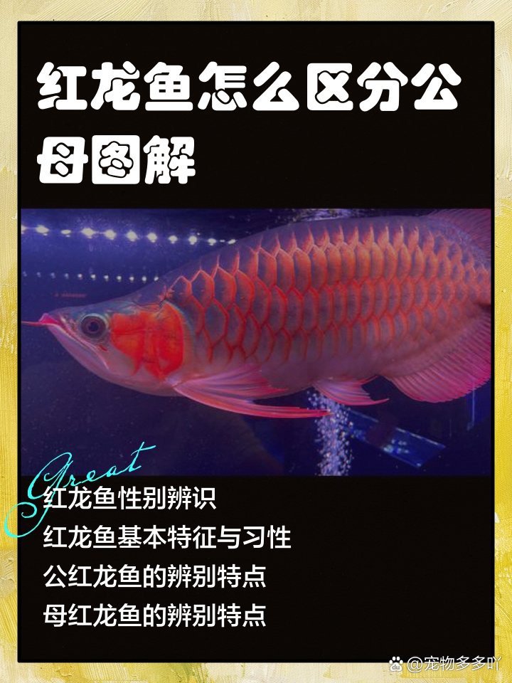 紅龍魚幼苗的性別如何區分？