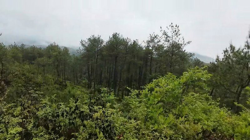 能否提供更多關于“百子地”的信息？
