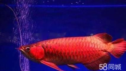 賣龍魚的網站有哪些呢（賣龍魚的網站和平臺推薦）