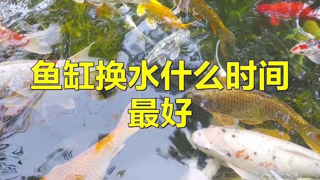 紅龍魚成魚期需要多久換一次水？