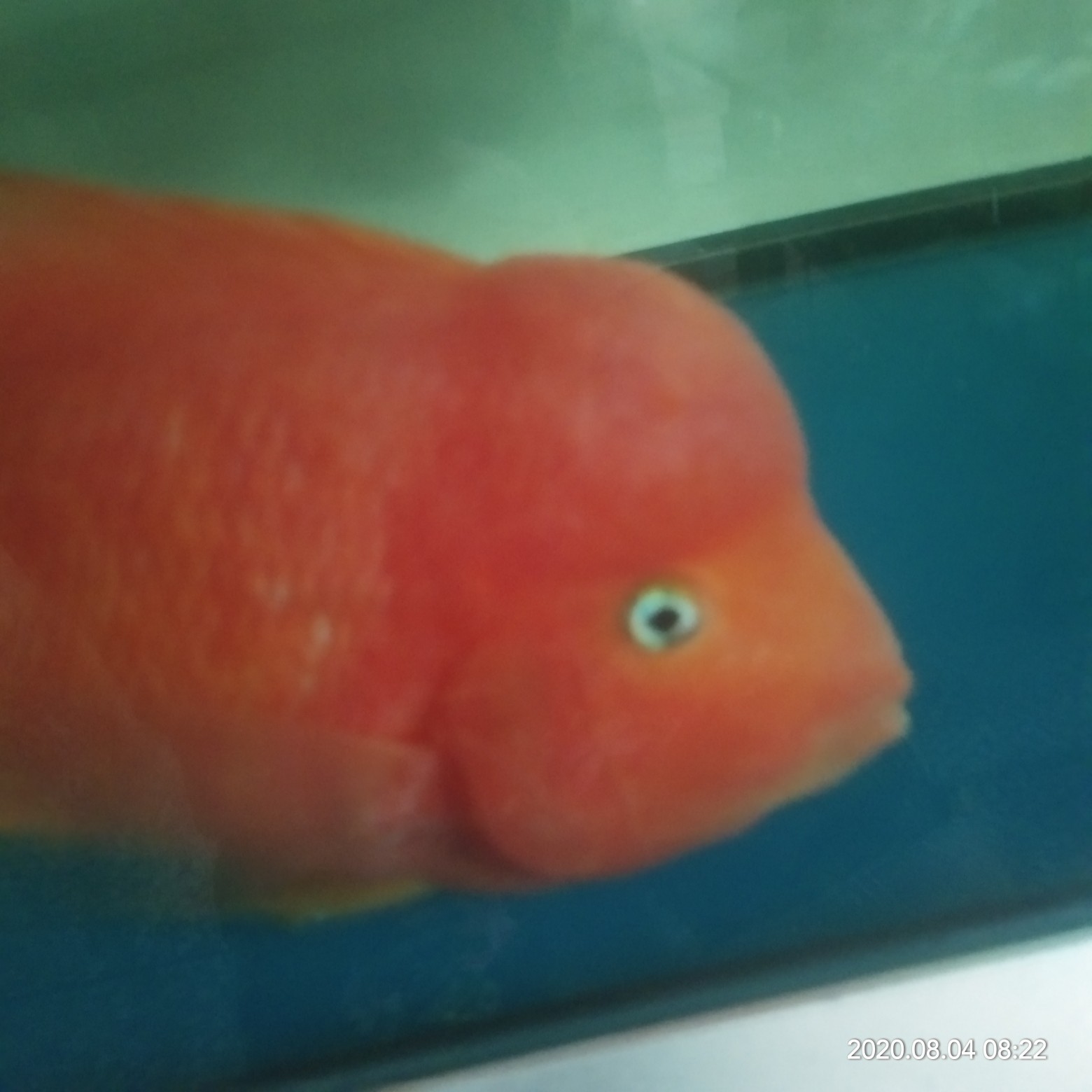 恩施土家族苗族自治州水族館爆頭了