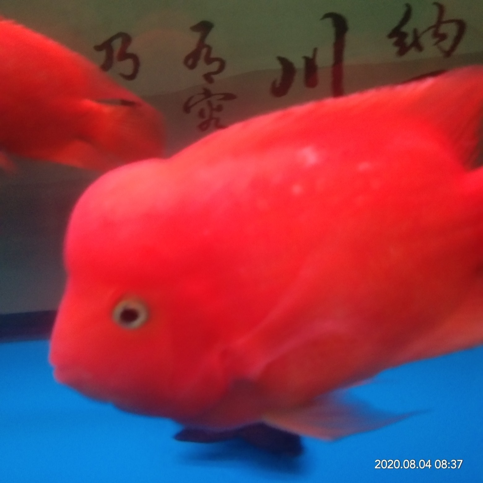 恩施土家族苗族自治州水族館爆頭了