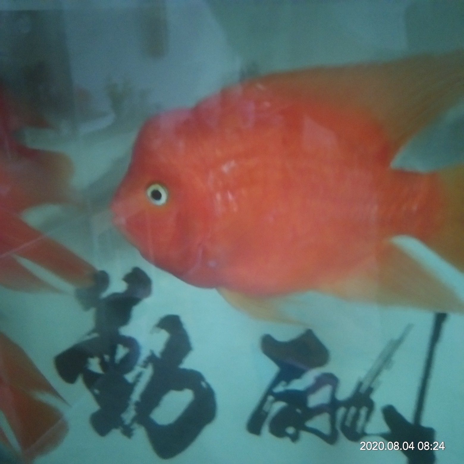 恩施土家族苗族自治州水族館爆頭了