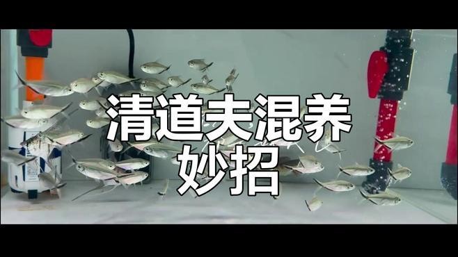龍魚吃了清道夫會死嗎