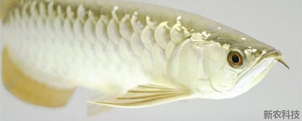 龍魚嘴巴爛了怎么辦：龍魚嘴巴爛了怎么辦龍魚嘴巴爛了怎么辦