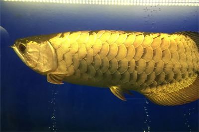 世界十大龍魚品牌有哪些牌子：世界十大龍魚品牌