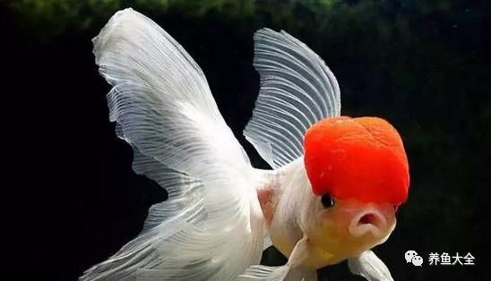 金龍魚隔離缸需要裝飾嗎？