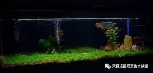 龍魚便便細長【龍魚便便細長是怎么回事】