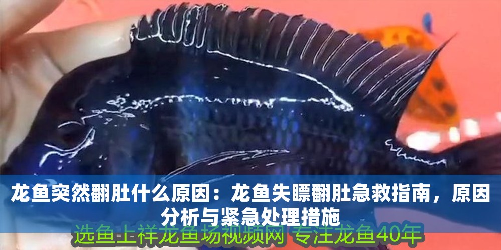 龍魚突然翻肚什么原因：龍魚失瞟翻肚急救指南，原因分析與緊急處理措施