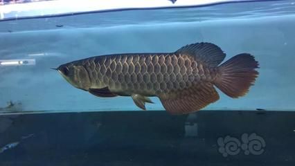如何判斷龍魚的狀態好不好：判斷龍魚的狀態好壞時需要從多個方面進行觀察和分析 如何判斷龍魚的狀態好不好：判斷龍魚的狀態好壞時需要從多個方面進行觀察和分析 龍魚百科 第2張