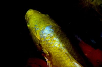 金龍魚身上有粘液【金龍魚身上有粘液可能是以下原因導致的】