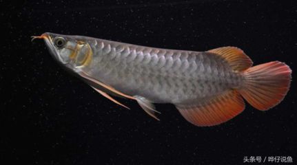 20厘米紅龍魚一年能長多大？（20公分的龍魚一年能長多大？）