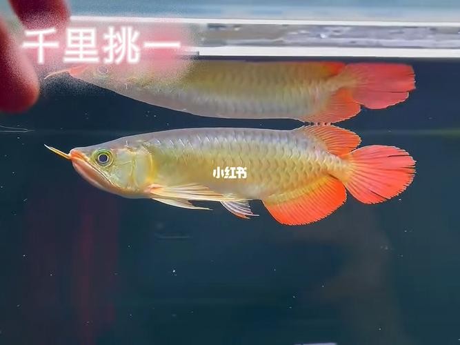 龍魚和翹嘴區別圖片對比