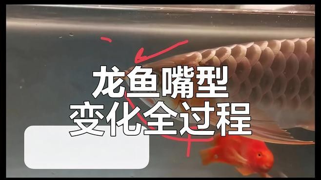 龍魚和翹嘴區別圖片對比